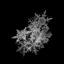 flake1.png