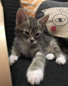 catdafuq.jpg