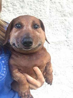 Snake bites and dachshunds don't mix.jpg