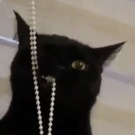 черный кот