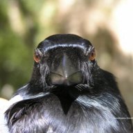 Varierka