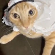 furiqueen