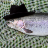 Trout