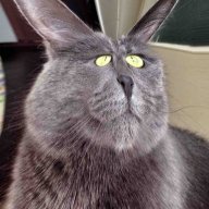 NewMAN