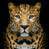 Leopardy