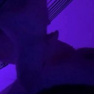 AgVoKaT