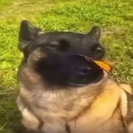 сh0pper
