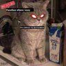catonekun