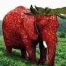 mfnstr