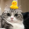 Sweetyy