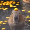 CapybaraR