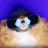 Whiskas222