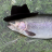 Trout