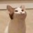 cppdev