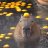 CapybaraR