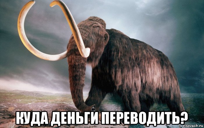 mamont_273163958_orig_.jpg