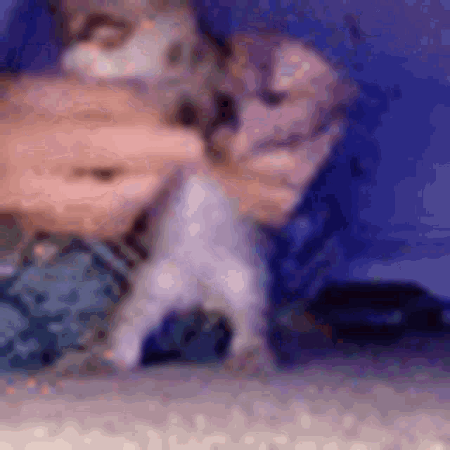 dancing-kitty-cat.gif