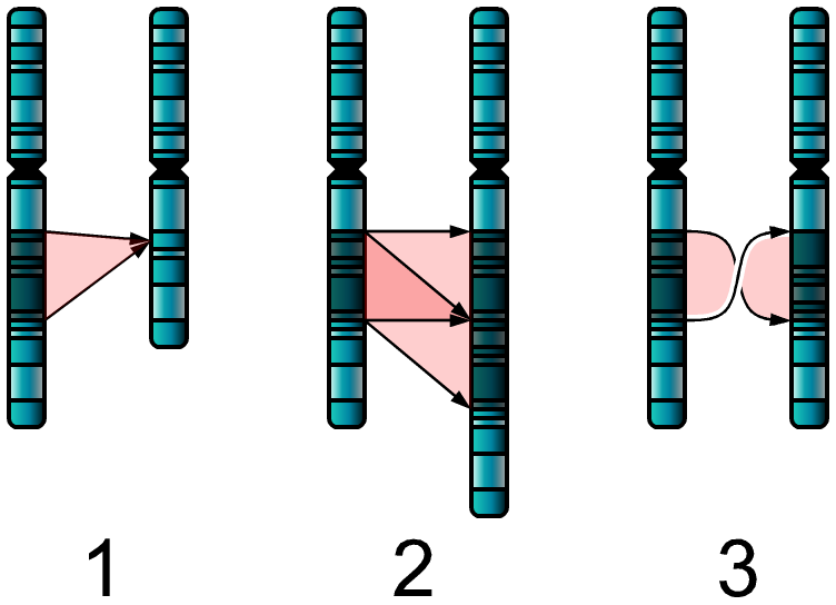 Single_Chromosome_Mutations.png