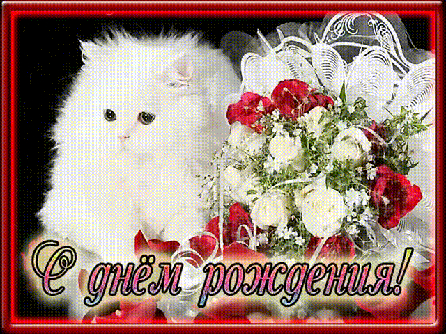milyy-kotenok.gif