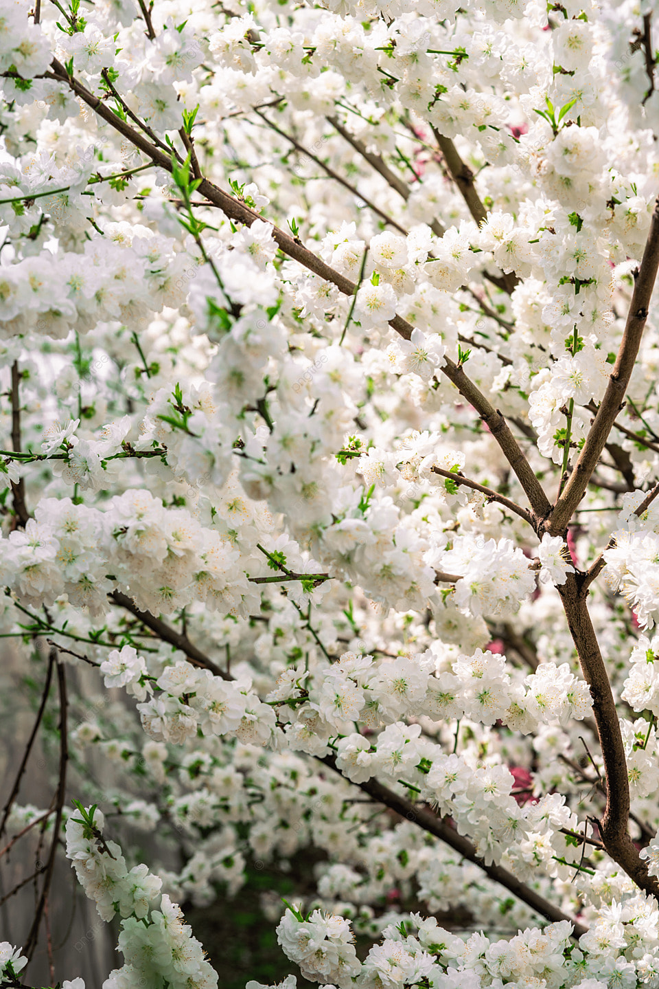pngtree-cherry-blossom-spring-white-cherry-blossom-tree-garden-cherry-blossom-viewing-image_848304.jpg