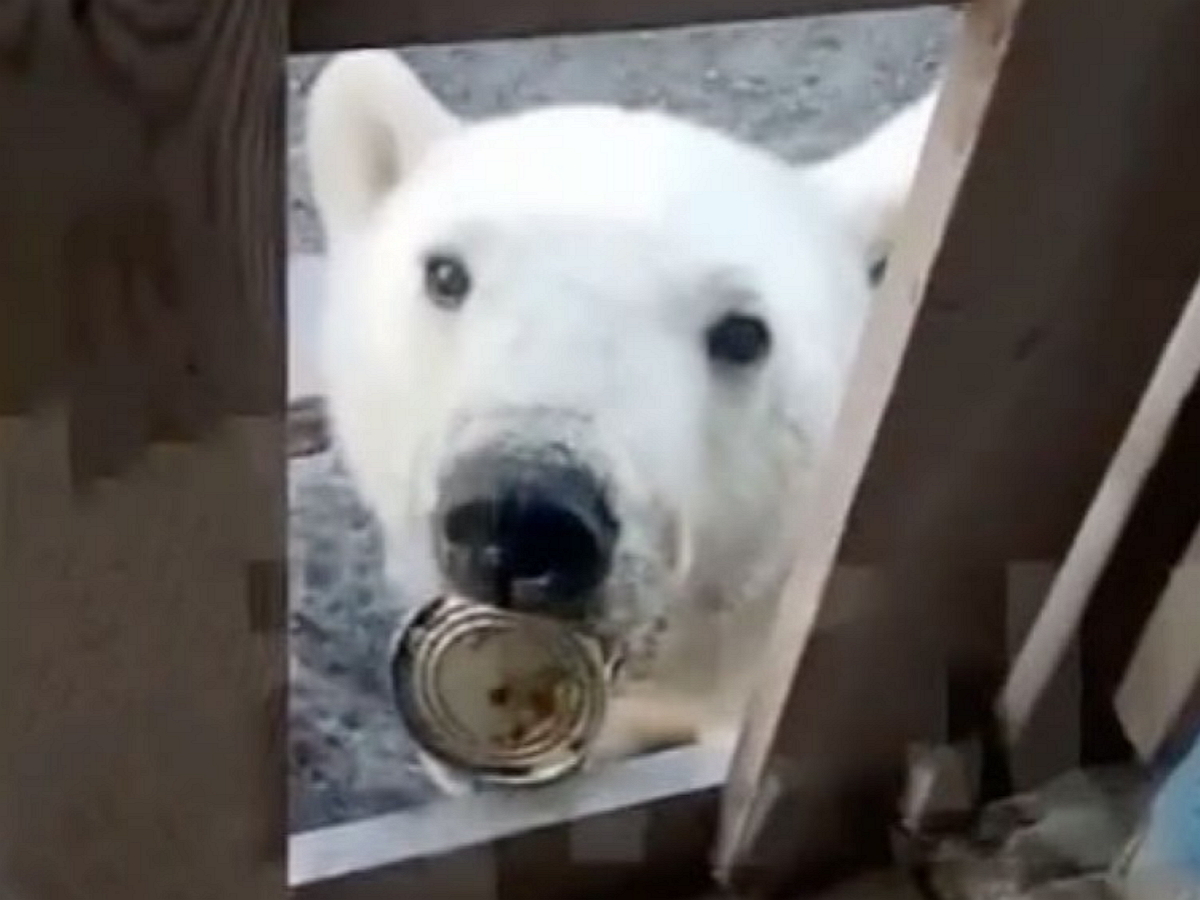 polar-bear-on-dixon.jpg